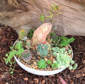 Mini cactus gardens