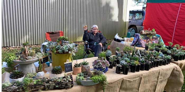 cactus and succulents Atherton tablelands